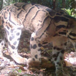 カンボジア北部で絶滅危惧種の野生生物7種を特定した研究