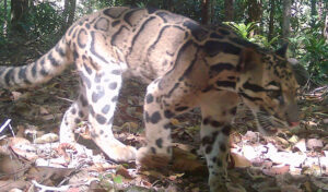 カンボジア北部で絶滅危惧種の野生生物7種を特定した研究