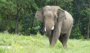 プノンタマウ動物園 愛された象:サコールが34歳で死去