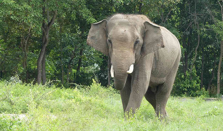 プノンタマウ動物園 愛された象:サコールが34歳で死去