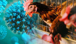 保健省はオゥドン・・ミエンチェイでH5N1型鳥インフルエンザの症例を確認