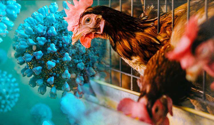 保健省はオゥドン・・ミエンチェイでH5N1型鳥インフルエンザの症例を確認