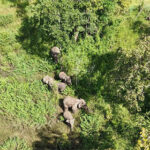 当局は、クレン地区に移動してきた6頭の野生のゾウを監視中