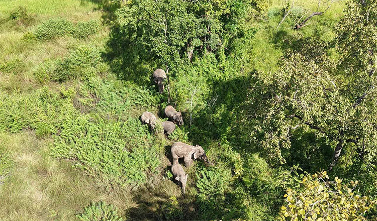 当局は、クレン地区に移動してきた6頭の野生のゾウを監視中