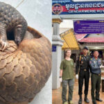 シェムリアップで絶滅危惧種のセンザンコウを救出